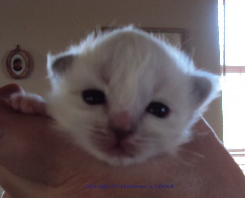 (N) Miridania&acute;s Jokebed