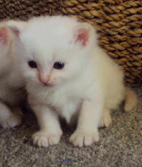 (N) Miridania&acute;s Jakob