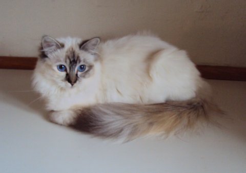 (N) Miridania�s Kitti