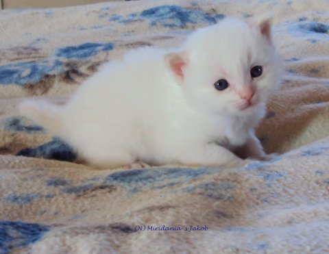 (N) Miridania&acute;s Jakob