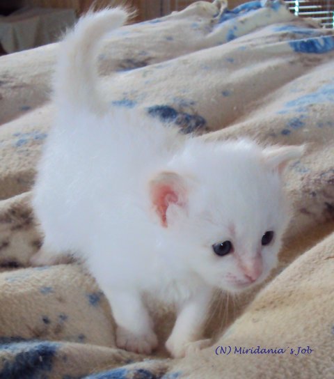 (N) Miridania&acute;s Job