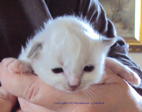 (N) Miridania&acute;s Jokebed