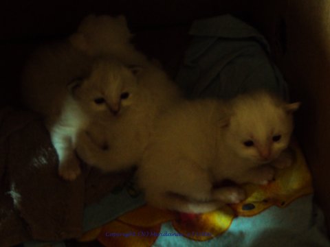 (N) Miridania&acute;s Jokebed og hendes br&oslash;dre