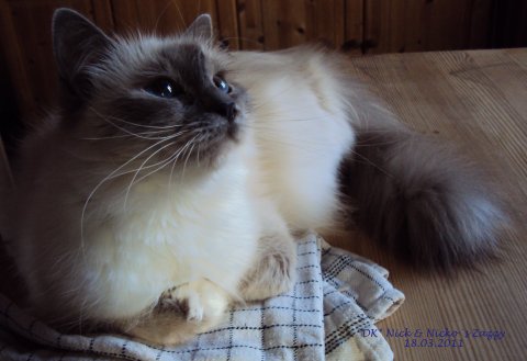 DK* Nick & Nicko&acute;s Zazzy