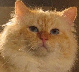 (N) Temms Dipsacus Tootsie