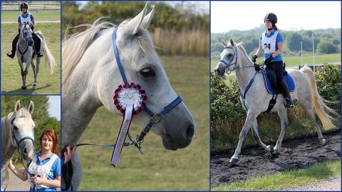 hedelands ridtet 2013