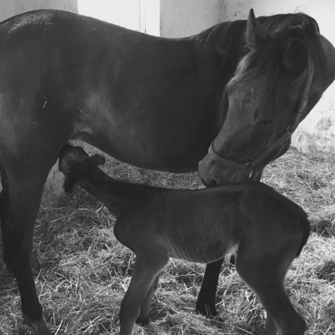 Merry New og Hoppeføl