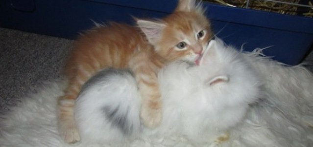 Fdt den 26 marts 2013