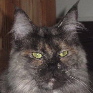 DK Viderup's Georgia