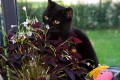 Miss Fister