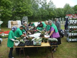 Der blev tilplantet over 1000 blomsterkasser smuk dag 2008