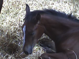 De Sign som f&oslash;l