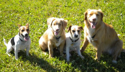 Her er mine 4 dejlige hunde, Ronnie, Liva, Trille og Mischa