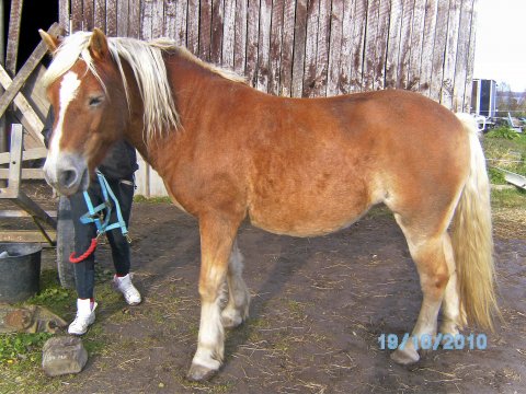 Czarina. Haflinger jeg passer.