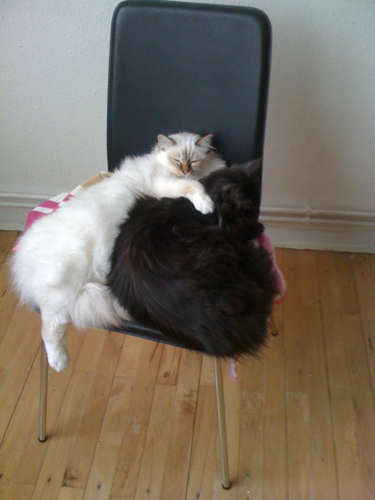 Villads og Leonora putter