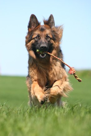 Team Quindi´s Cool Canis