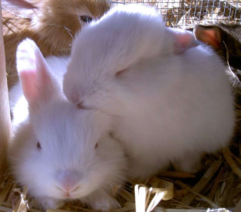 kaninunge stald bubbi