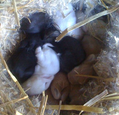 kaninunger stald bubbi