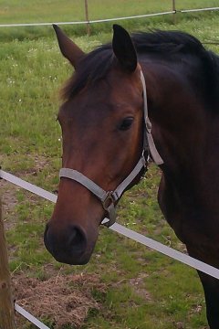 3 års vallak i tilridning. Grivarno F: Gribaldi Mf: Blue Hors Romanoff