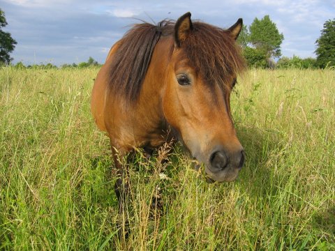 Lille Rosendals Alina