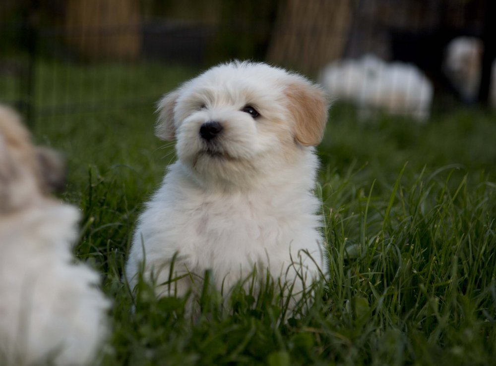 Som Milepæl Snazzy Privat opdræt af coton de tulear - bomuldshund