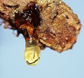 billedet viser et nulevende grantræ som har udskildt en dråbe harpiks. I dråben skimtes dele af en fanget myg. Foto: N. Hansen