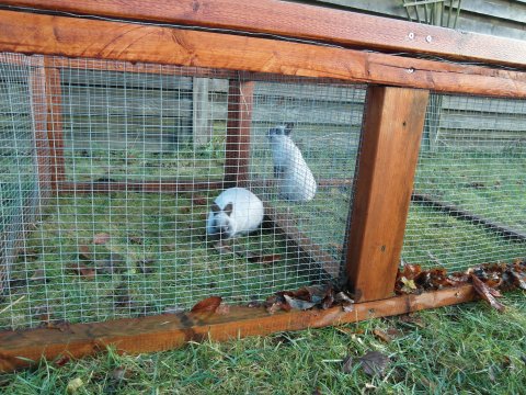 netherland dwarf outdoor