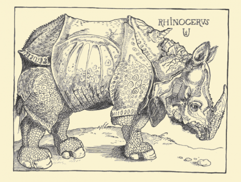 Dürer's rhino amputated