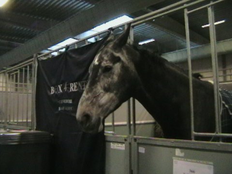 Kiki - Unghestechampionatet i Herning 2008