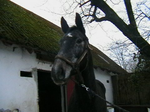 Kiki - 4 &aring;r - ved k&oslash;b