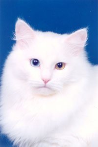 Bal'tazar Sarzhi Belyi Sibiryak (odd-eyed) Bal'tazar Sarzhi Belyi Sibiryak (odd-eyed)