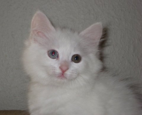Meldgaards Darya Darinja (odd-eyed = ét blåt og ét grønt øje) Meldgaards Darya Darinja (odd-eyed = ét blåt og ét grønt øje)