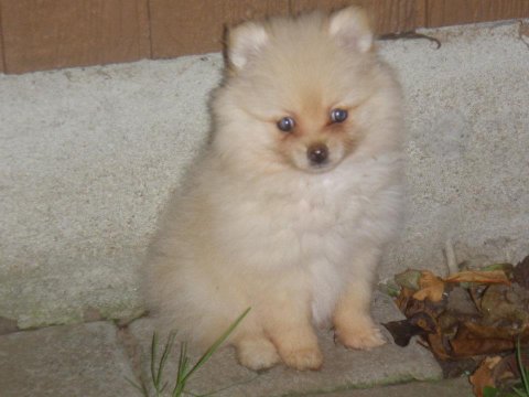 Fluffy