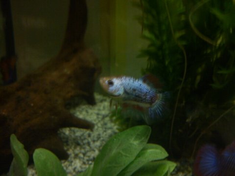 Unavngivet fisk (dame)