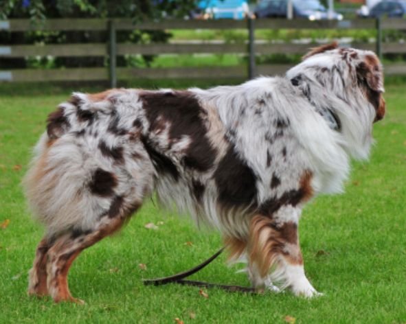 Red merle c/w