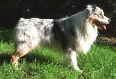 Lys blue merle c/w