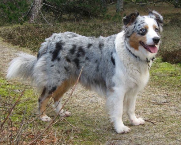 bang bypass Clancy Australianshepherd