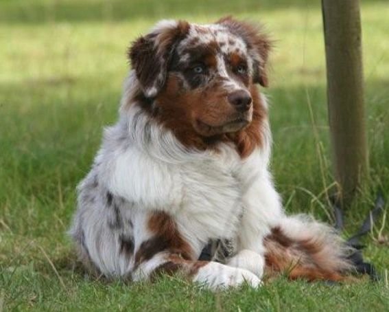 Red merle c/w