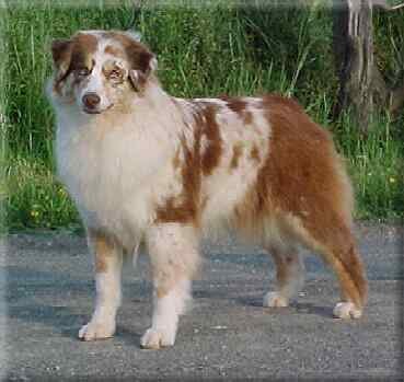 Red merle c/w