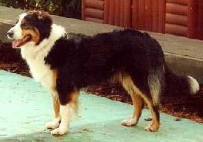 English Shepherd