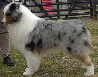 Blue merle c/w