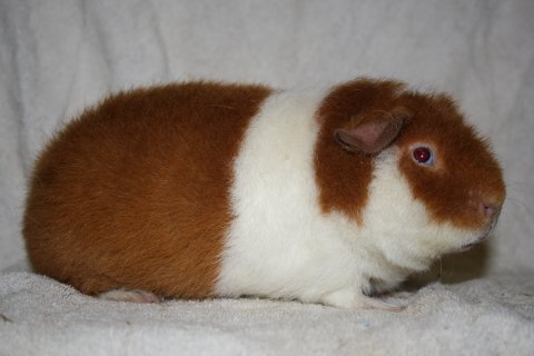 Pepper