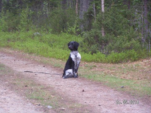 Sirap på valpkursen