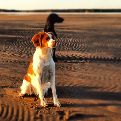 Ebba på stranden en vårkväll