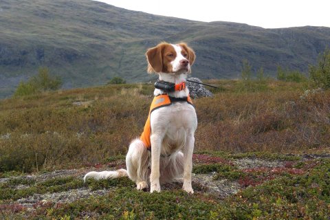 Ebba på fjälljakt i tärnafjällen