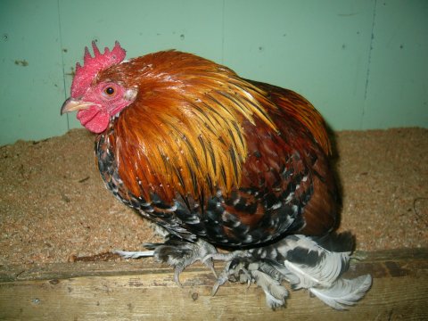 sabelpot