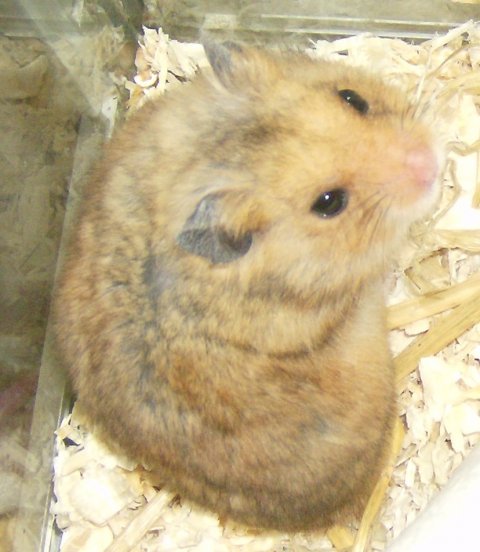 Bubbi