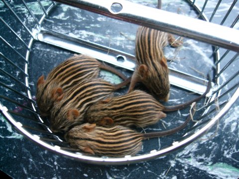 zebra museunger