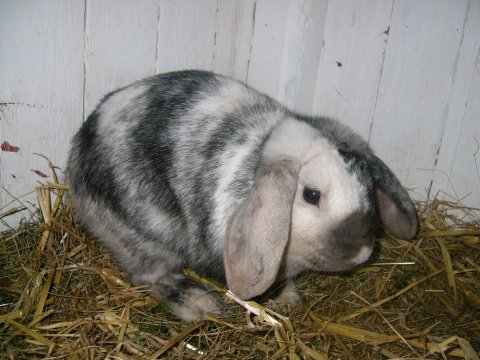Lundin