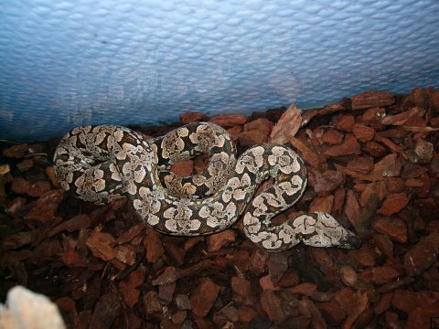 boa